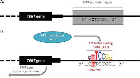 TERT promoter mutation alters transcription factor binding and gene expression.