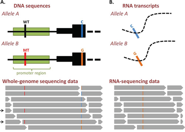 Analysis of allele-specific gene expression from DNA- and RNA-sequencing data.