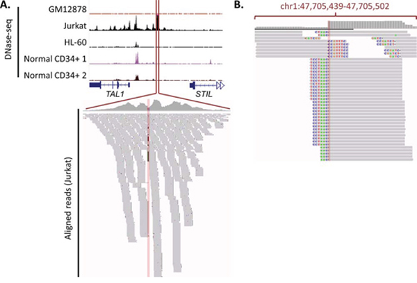 Gain of TAL1 enhancer mutation, along with DNase-seq data and sequencing reads.