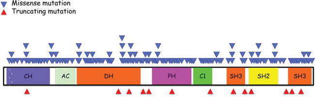 Schematic summary of Vav1 structure and location of various mutations identified in human cancers.