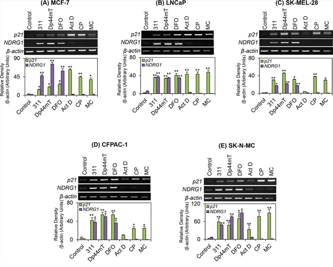 The effect of the chelators 311, Dp44mT, or DFO, and the DNA-damaging agents, Act D, CP or MC on p21 or NDRG1 mRNA levels in five different tumor cell lines.