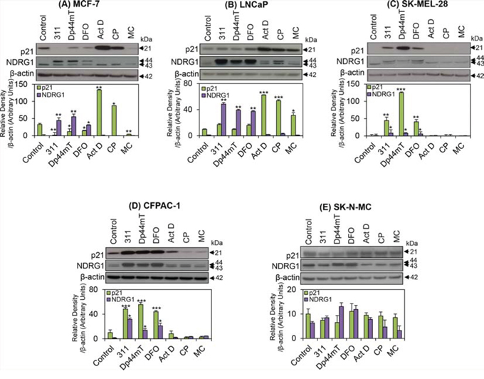 The effect of the chelators 311, Dp44mT, or DFO, and the DNA-damaging agents, Act D, CP or MC on p21 or NDRG1 protein levels in five different tumor cell lines.