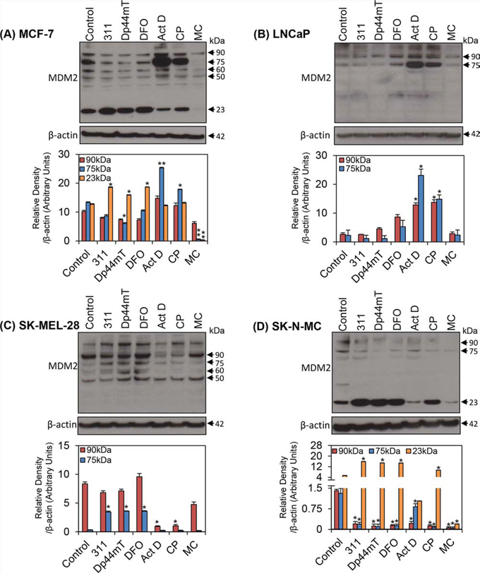 The effect of the chelators 311, Dp44mT, or DFO, and the DNA-damaging agents, Act D, CP or MC on MDM2 protein isoforms in four different tumor cell lines.