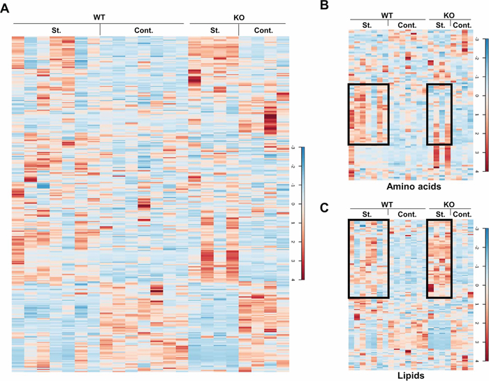 Heat maps of the metabolites.