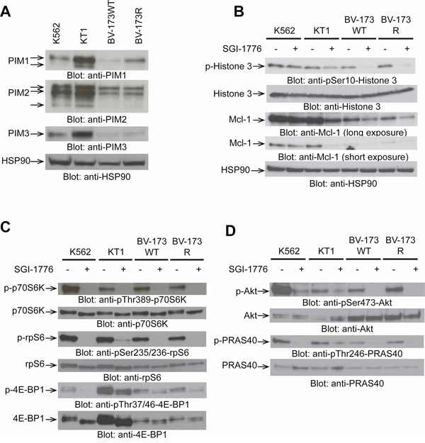 Expression of PIM isoforms in BCR-ABL transformed cells and inhibitory effects of SGI-1776 on PIM effectors.