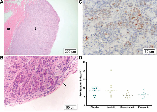 Microscopy overview and proliferation.