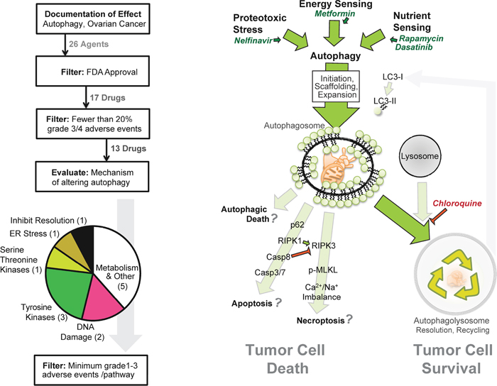 Strategy for pathway-based in silico drug selection.