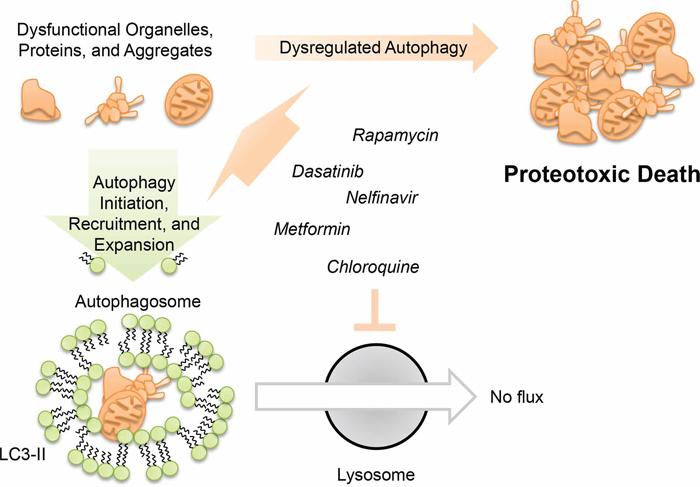 Model for dysregulated autophagy mediated proteotoxicity in ovarian cancer.