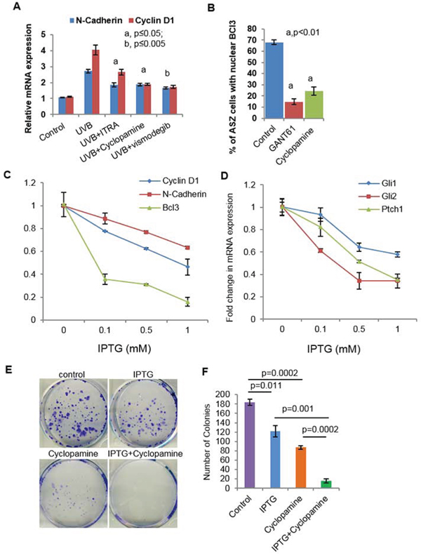 Crosstalk of Shh and Bcl3 signaling pathways in BCC cells regulate proliferation.