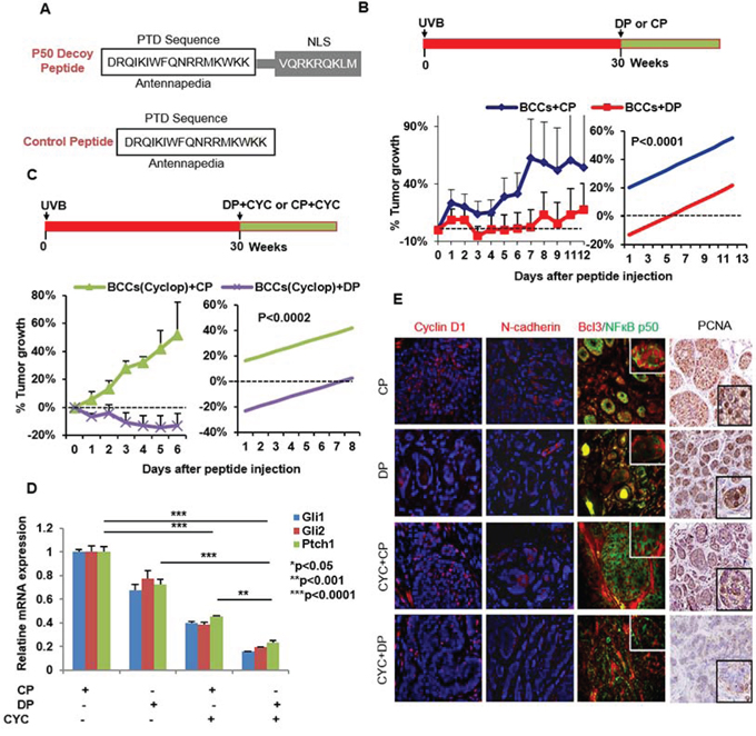 Blocking NF&kappa;B with p50 decoy peptide (DP) reduces growth of BCCs in Ptch+/&minus;/SKH-1 mice.