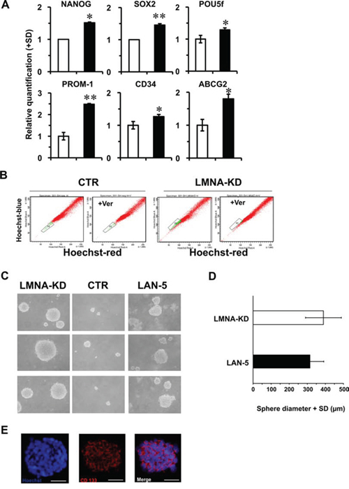 SH-SY5Y LMNA-KD cells acquire stemness characteristics.
