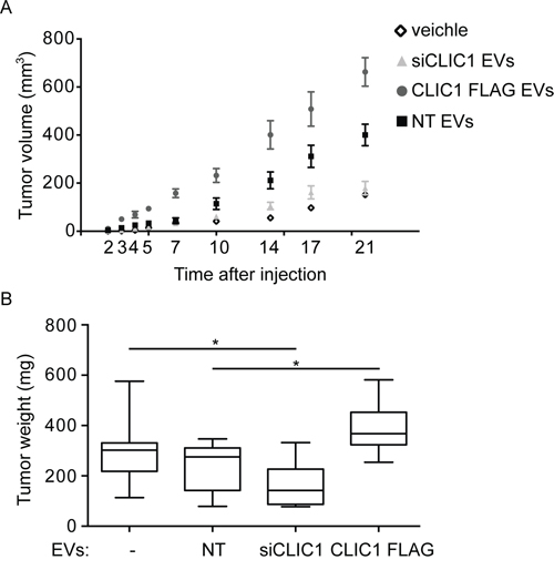 CLIC1-containing EVs enhance GBM growth in vivo.