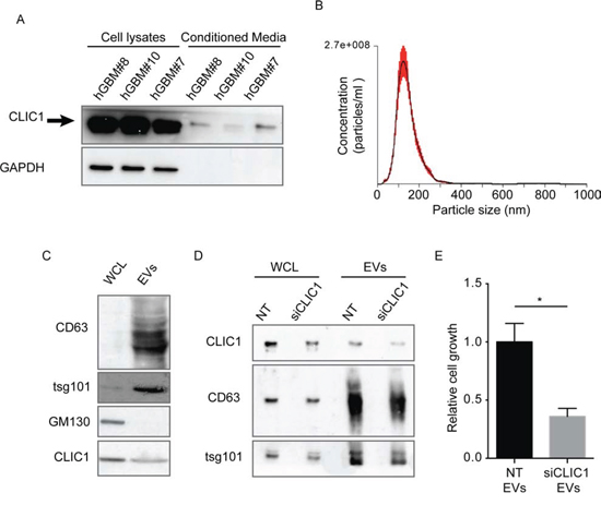 CLIC1 secreted protein resides in EVs released from GBM CSCs.