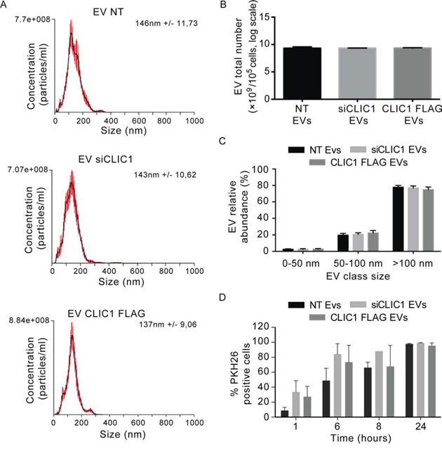 EV size and yield are not affected by CLIC1 modulation in GBM cells.