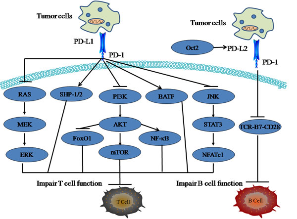 The role of PD-1/PD-L1 pathway in cell immune response.