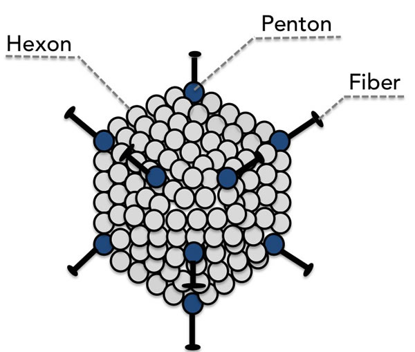 The major capsid proteins fiber, penton, and hexon are the principle mediators of binding to the host cell