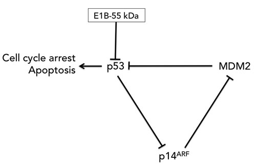 The p53-MDM2-p14