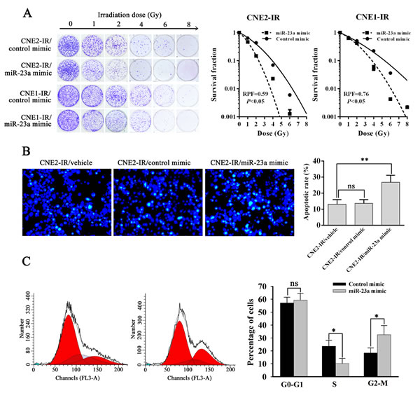 MiR-23a decreases NPC cell radioresistance