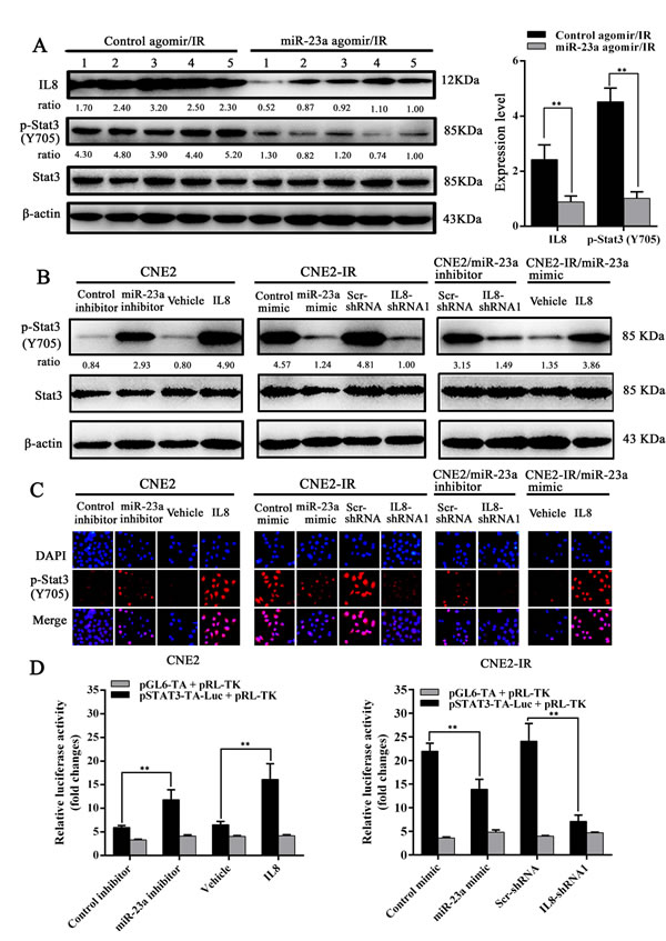 MiR-23a inhibits Stat3 activity by targeting IL-8 in NPC cells.