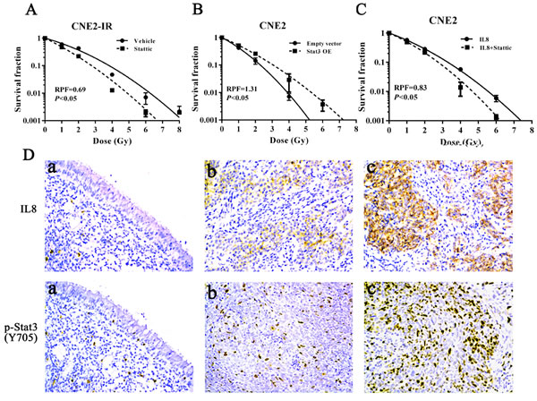Stat3 signaling mediates miR-23a/IL-8-regulated NPC cell radioresponse.