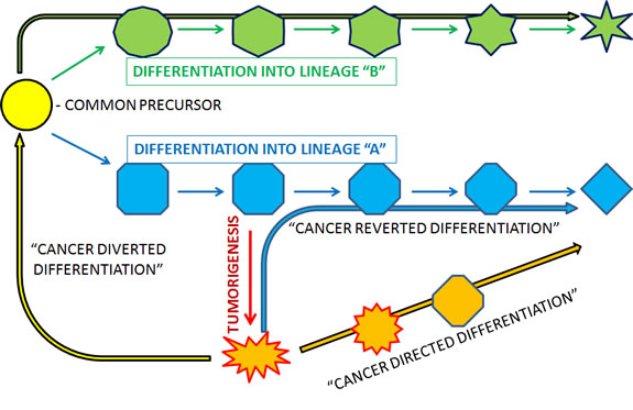 Schematic representation and suggested terminology for different ways in which cancer may be differentiatied.