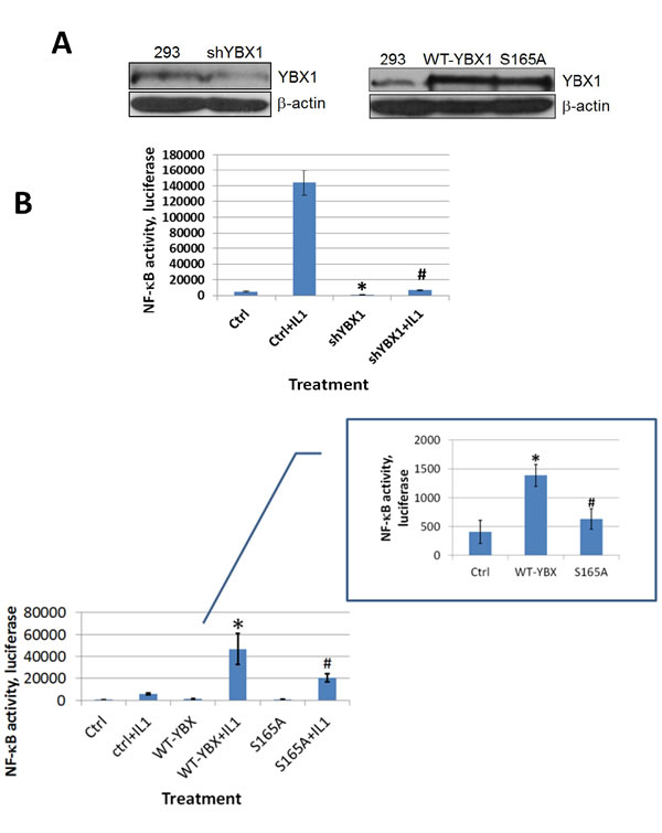 YBX1 is an activator of NF-&#x3ba;B and phosphorylation of S165 is critical for its NF-&#x3ba;B activating ability.