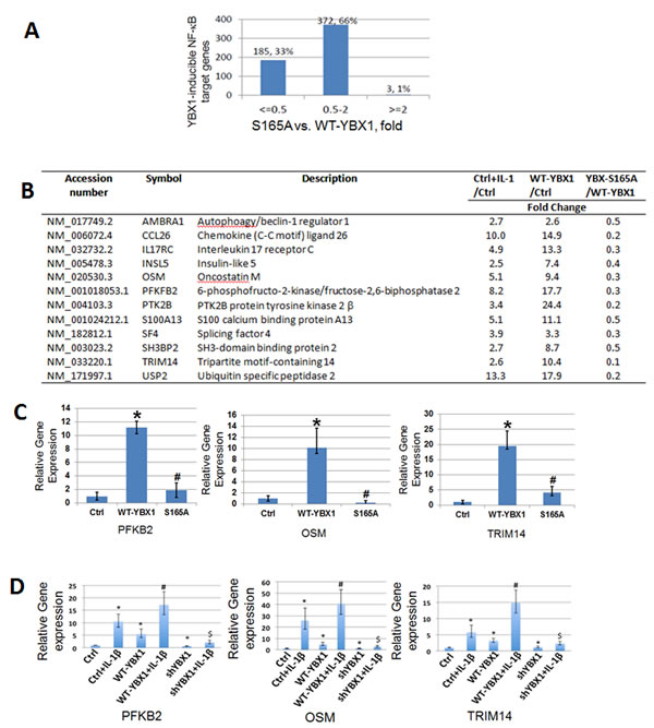 Phosphorylation of S165 is critical for the expression of a subgroup of NF-&#x3ba;B target genes.