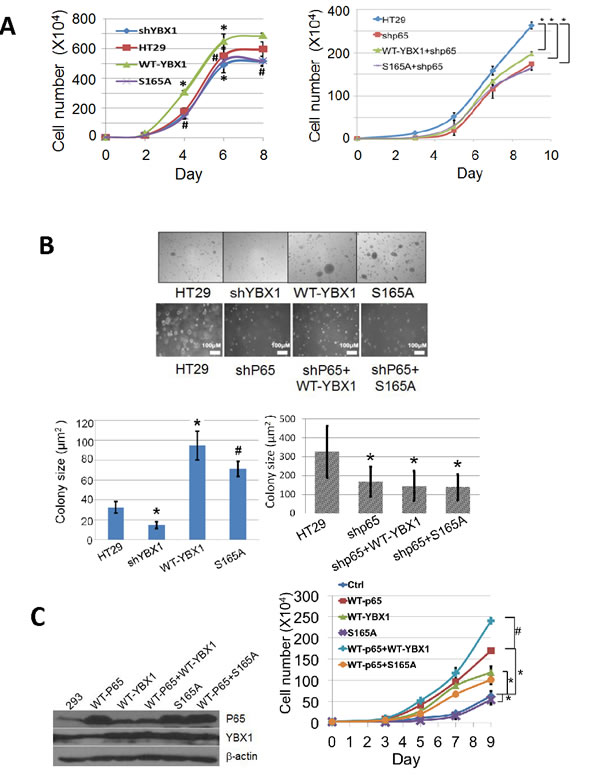 Phosphorylation of S165 of YBX1 is important for cell growth and colony independent growth in colon cancer HT29 cells.