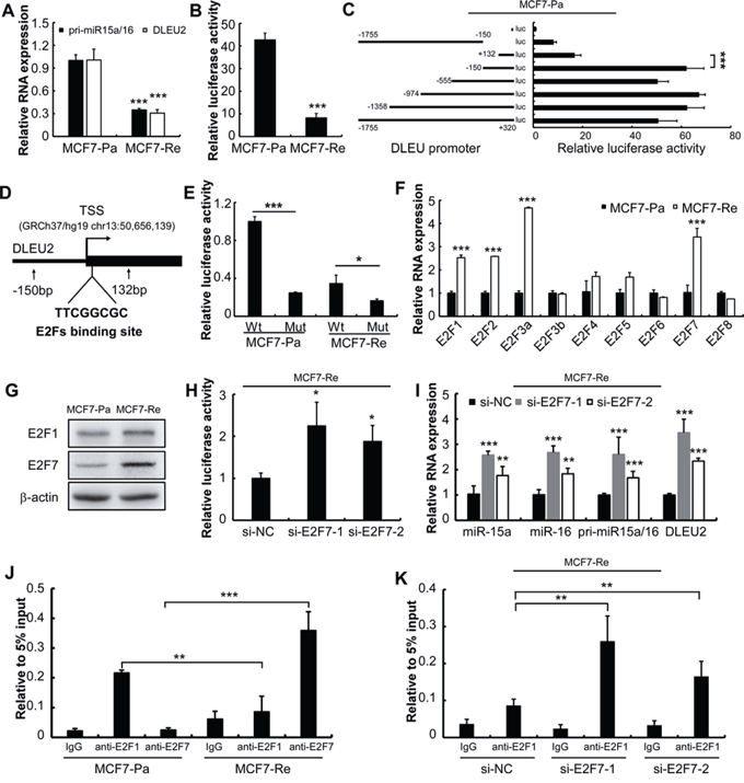 E2F7 suppresses miR-15a/16 expression by competing E2F1 binding site in MCF7-Re cells.