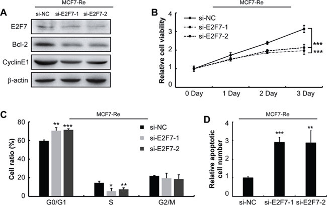 Silencing of E2F7 in MCF7-Re cells sensitizes cells to tamoxifen.