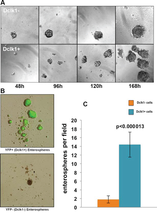 Dclk1 enriched cell population demonstrates significantly greater self-renewal in vitro.