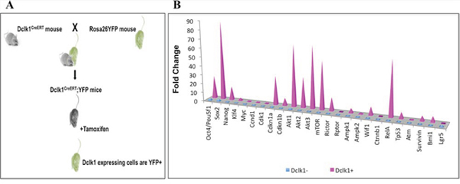 Outline of Dclk1-CreER;Rosa26-YFP mice and clustered mRNA transcripts.