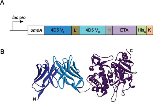 Design of recombinant immunotoxin 4D5scFv-ETA.
