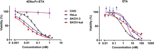 In vitro analysis of the 4D5scFv-ETA cytotoxicity.