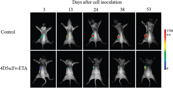 Sequential in vivo images of control (injection of PBS) and 4D5scFv-ETA-treated animals.