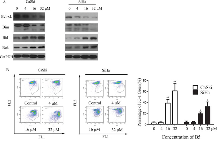 Effects of B5 on the Bcl-2 family proteins and mitochondrial membrane potential (MMP).