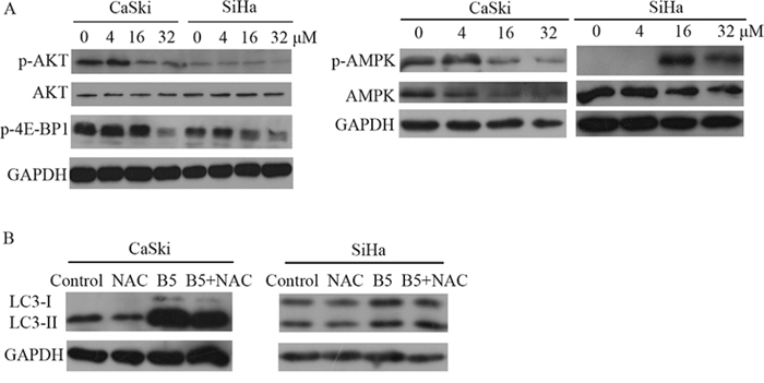 A. Expression levels of p-AKT, AKT, p-4E-BP1, AMPK and p-AMPK in CaSki and SiHa cells.