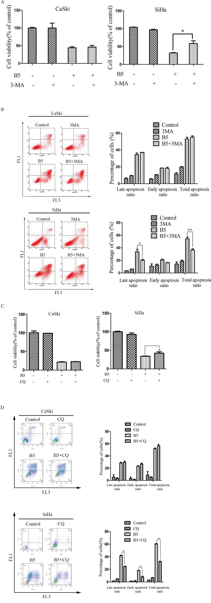 Effects of the autophagy inhibitors, 3-MA and CQ, on B5-induced cell growth inhibition and apoptosis.