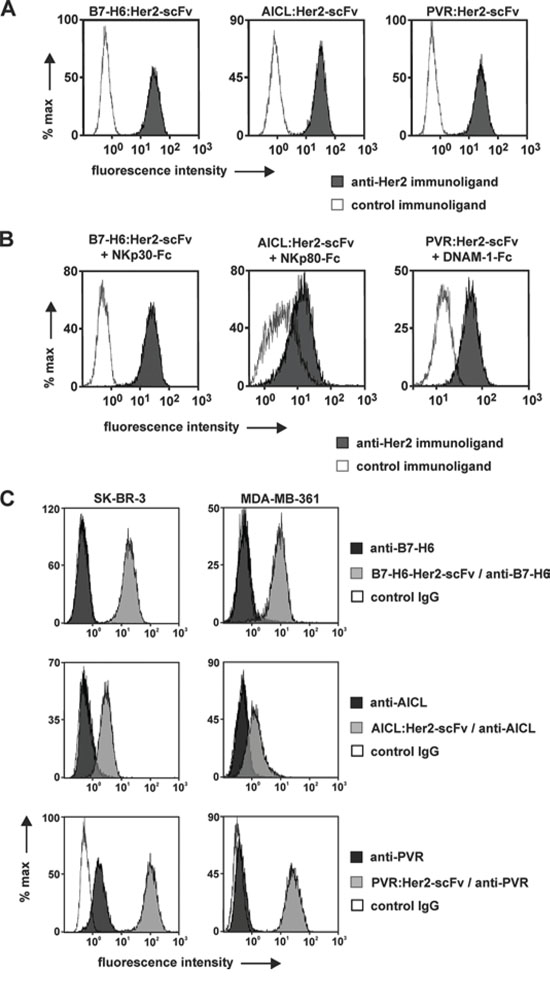 Binding activities of immunoligands.