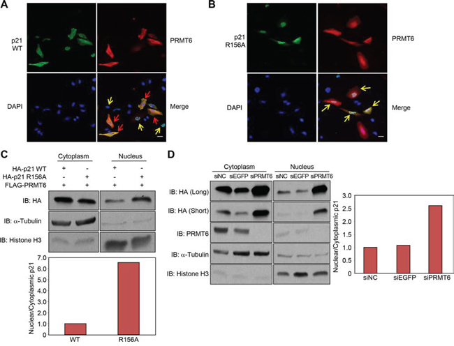 Subcellular localization of p21 was affected by the methylation.