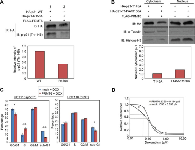 PRMT6-mediated p21 methylation affects p21 phosphorylation and chemosensitivity of cancer cells.