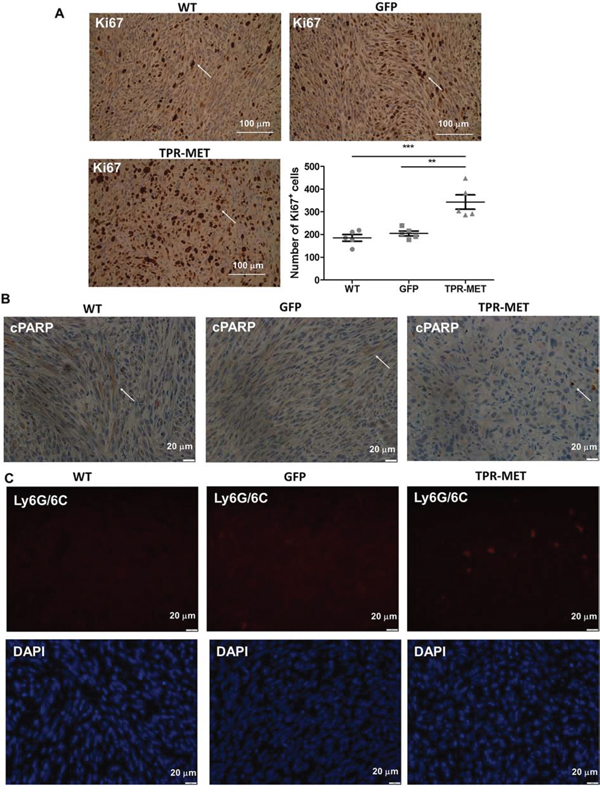 Activation of MET signaling in SMS-CTR ERMS cells enhances tumor proliferation, decreases tumor apoptosis and induces infiltration of neutrophils in vivo.