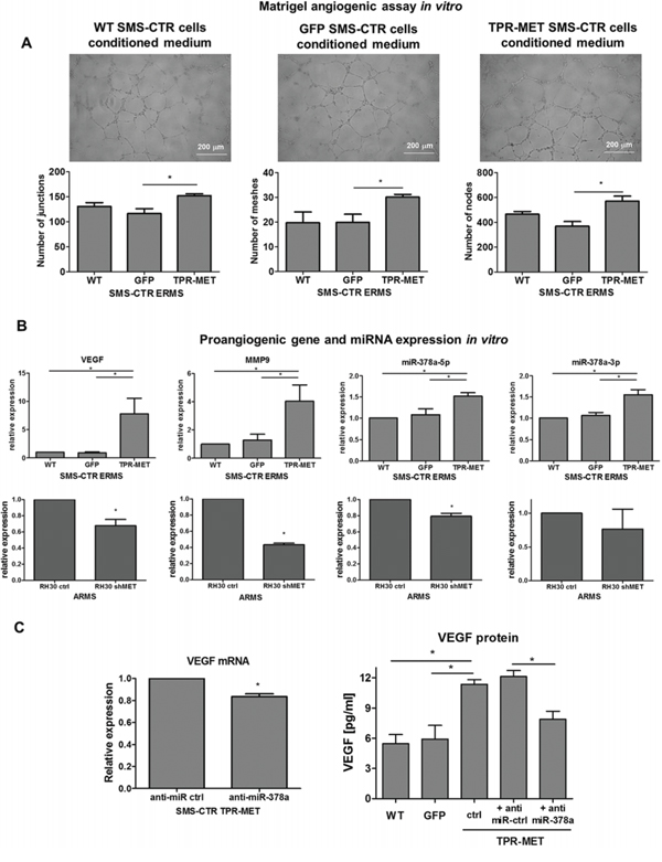 Activation of MET signaling in SMS-CTR ERMS cells induces proangiogenic effects in vitro by upregulation of miR-378, VEGF and MMP9, whereas MET silencing in RH30 ARMS exerts the opposite effects.