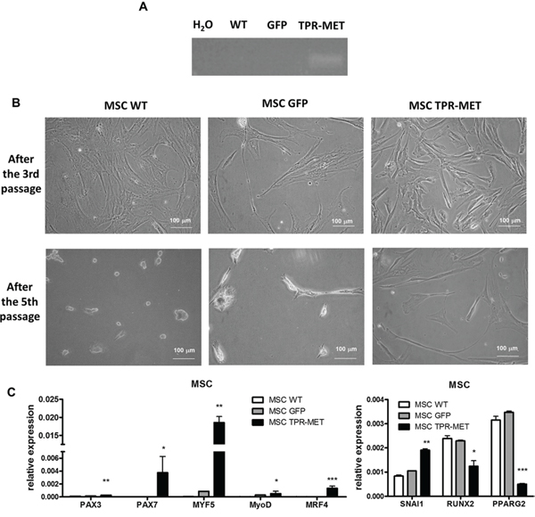 Activation of MET signaling in human mesenchymal stem cells induces prolonged survival and expression of myogenic markers.