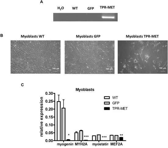 Activation of MET signaling in human skeletal myoblasts blocks their growth and terminal differentiation.