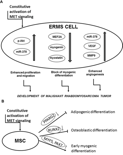 Activation of MET signaling blocks myogenic differentiation and promotes rhabdomyosarcoma development, angiogenesis and malignancy.