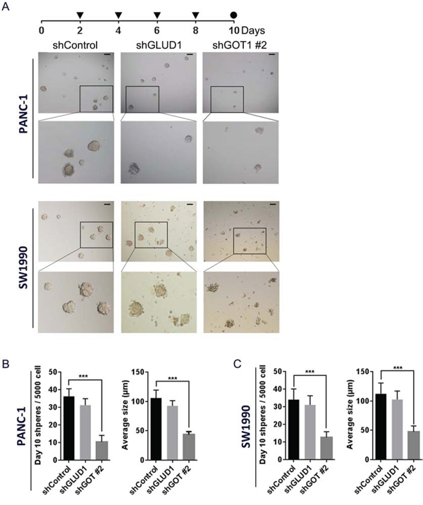 Inhibition of non-canonical glutamine metabolism impairs sphere formation following continuous lose-dose IR treatment.