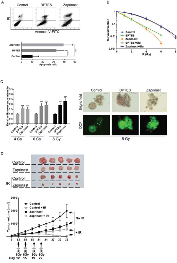 Glutaminase inhibition enhanced radiosensitivity of PCSCs in vitro and in vivo.
