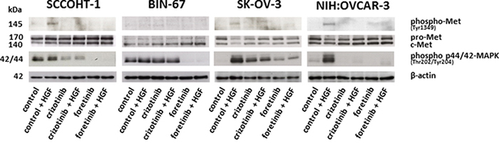 Western blot analysis was performed for c-Met phosphorylation at Tyr1349 and p44/p42 MAP kinase phosphorylation at Thre202/Tyr204 in SCCOHT-1, BIN-67, NIH:OVCAR-3 and SK-OV-3 ovarian cancer cells following 30 min of HGF stimulation in the presence or absence of the c-Met inhibitors crizotinib or foretinib, respectively.