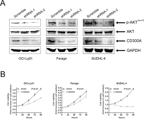 CD300A knockdown suppressed AKT phosphorylation in DLBCL cells.